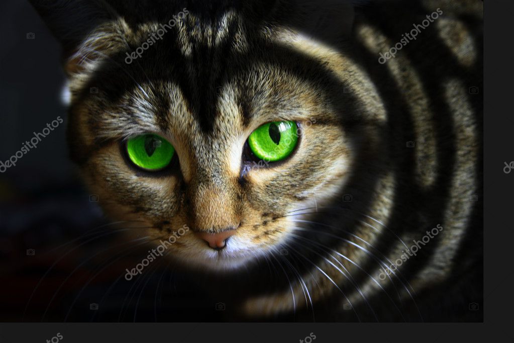 angry cat with green eyes Stock Photo