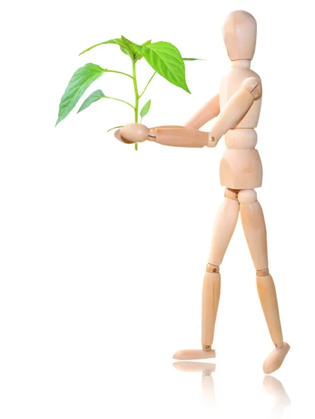 Дерев'яний чоловік з рослиною, білий фон — стокове фото