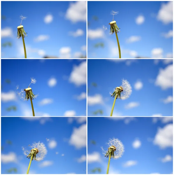 Beautiful dandelion — Stock Photo, Image