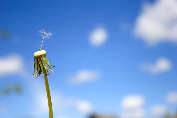 Beautiful dandelion — Stock Photo, Image