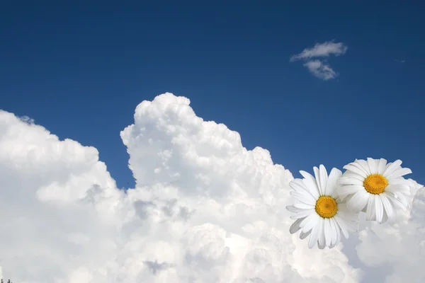 Çiçek gökyüzü arka plan — Stok fotoğraf