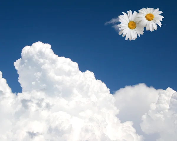 Çiçek gökyüzü arka plan — Stok fotoğraf