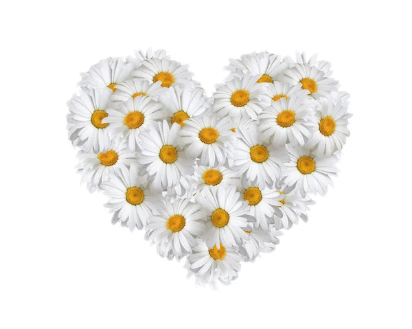 Liebe, Herz aus Gänseblümchen — Stockfoto