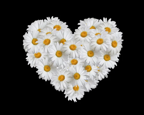 Liebe, Herz aus Gänseblümchen — Stockfoto