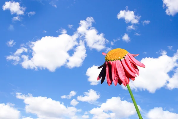 Camomile beautiful on blue sky — Stock Photo, Image