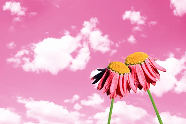 Camomiles beautiful on pink sky — Stock Photo, Image