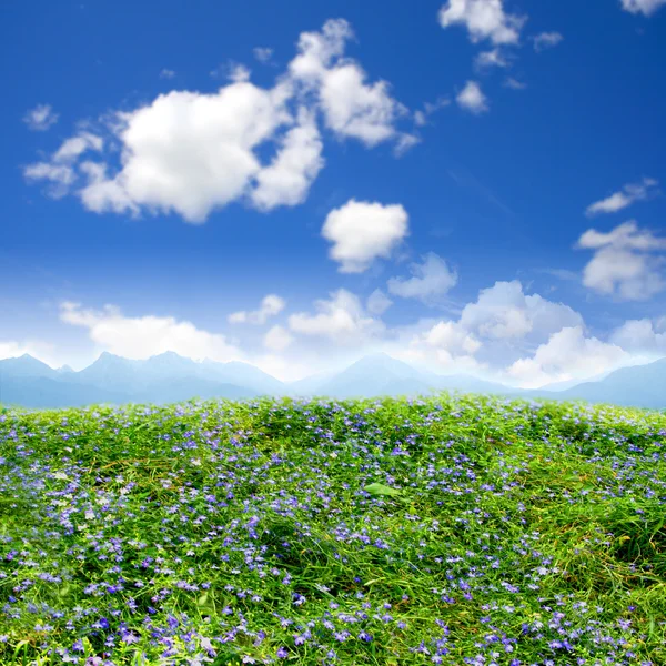 Campo verde bonito, flores — Fotografia de Stock