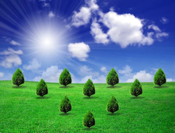 Деревья на зеленом поле — стоковое фото