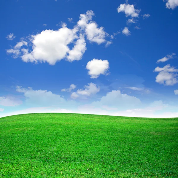 Зеленое поле красиво — стоковое фото