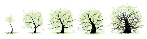 Etapas de vida del árbol — Vector de stock