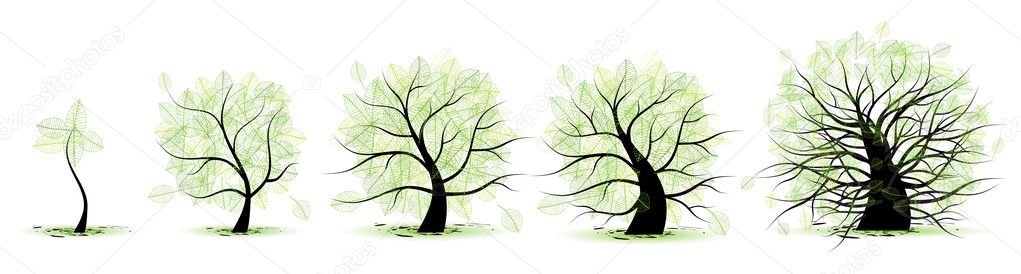 Life stages of tree