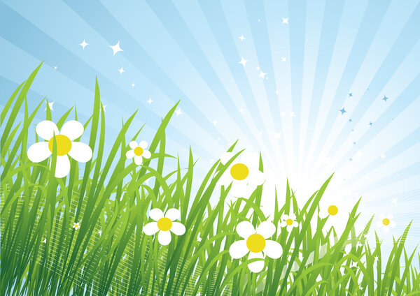 Spring meadow beautiful