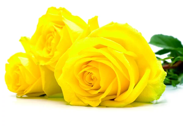 Rosas amarelas em branco — Fotografia de Stock