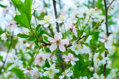 Blossoming cherry