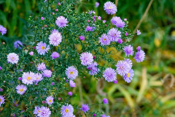 Beautiful lilac asters — Stock Photo, Image