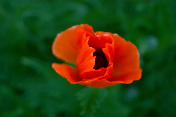 stock image Red poppy