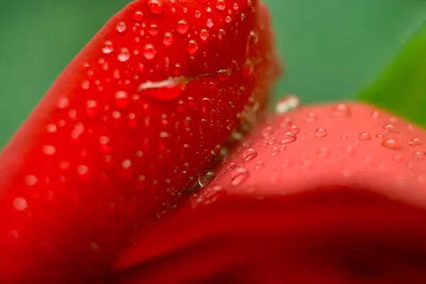 Feuchtes rotes Rosenblatt — Stockfoto