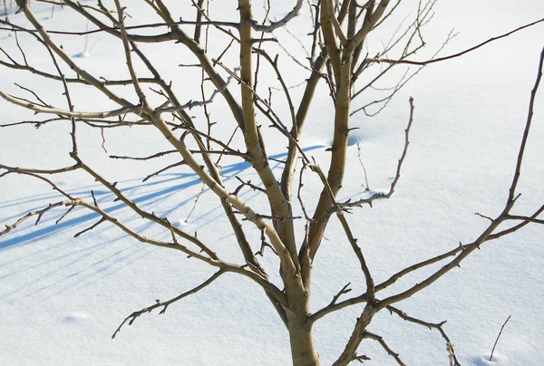 Branches contre neige bleue — Photo