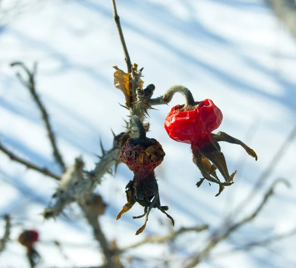 Dogrose의 열매 — 스톡 사진
