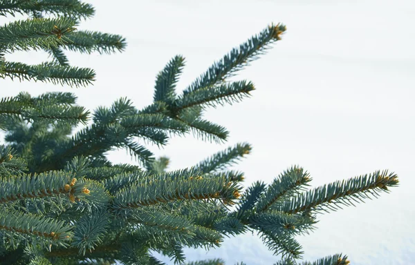 Genç bir furtree dalları — Stok fotoğraf
