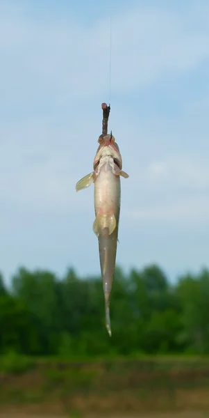 Fish caught on a hook — Stock Photo, Image
