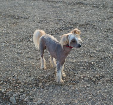 Chinese Crested Dog clipart