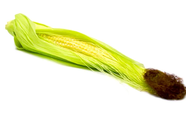 Свежесобранная кукуруза — стоковое фото
