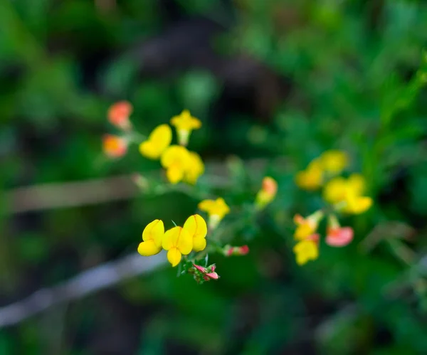 Žluté květy na zeleném — Stock fotografie