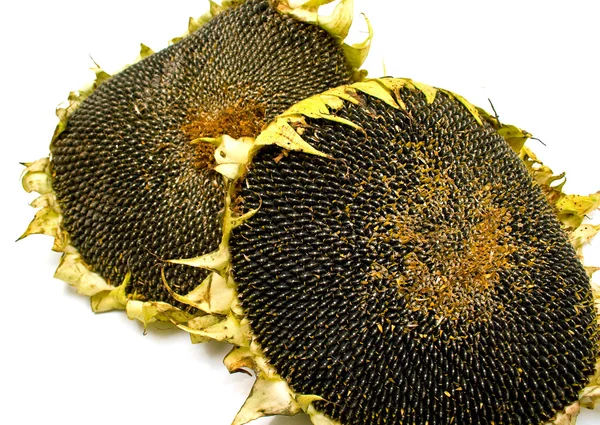 stock image Sunflowers