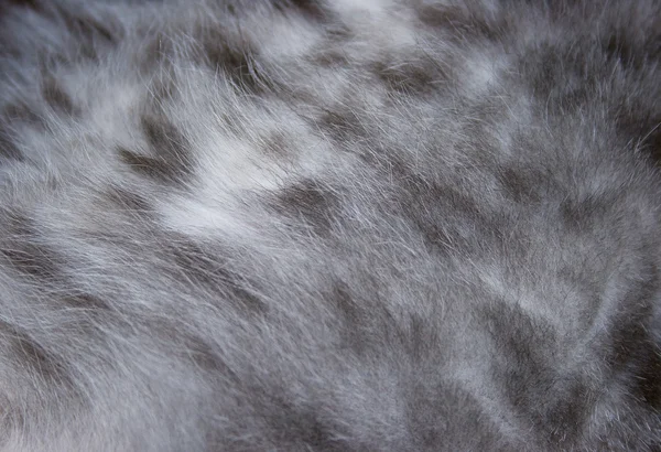 Wool of a cat