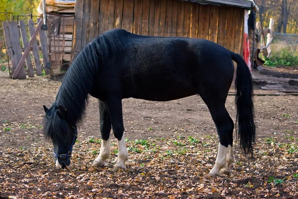 Svart häst — Stockfoto