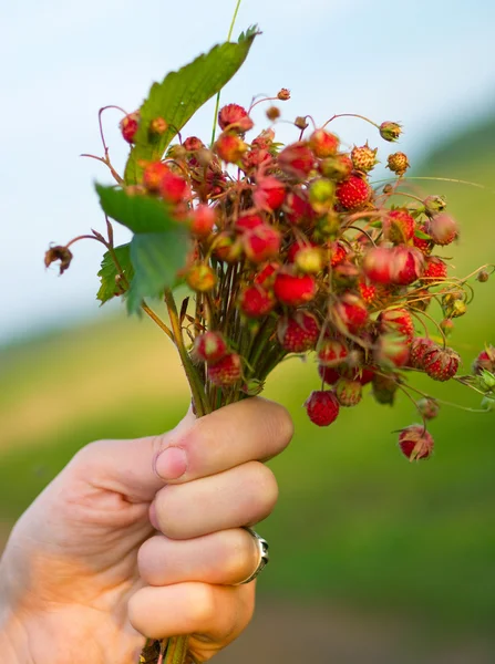 Vrouwelijke hand met aromatische wilde strawberr — Stockfoto
