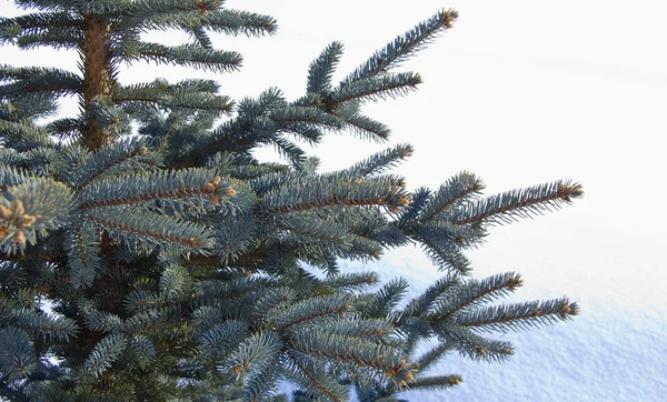 Giovane albero da pelliccia sulla neve — Foto Stock