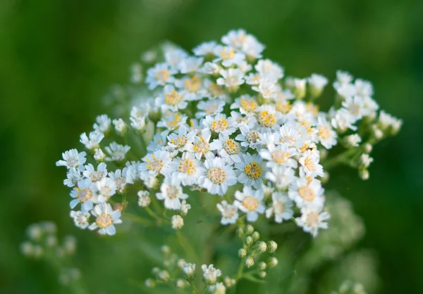 Vakre, hvite blomster – stockfoto