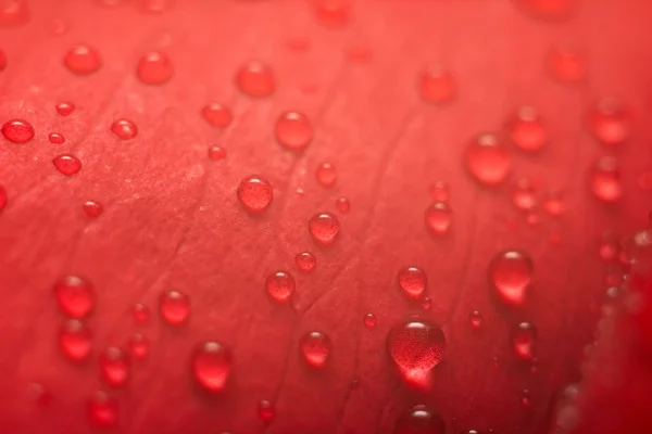 Pétala de rosa vermelha molhada — Fotografia de Stock
