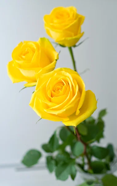 黄色のバラ — ストック写真