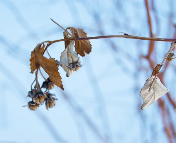 雪の上のラズベリー — ストック写真