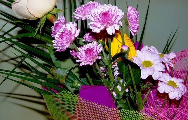 Several flowers — Stock Photo, Image