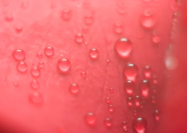 Nedves piros virágszirom, Rózsa — Stock Fotó