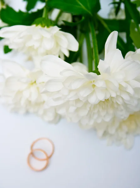 Обручальные кольца и белая хризантема — стоковое фото