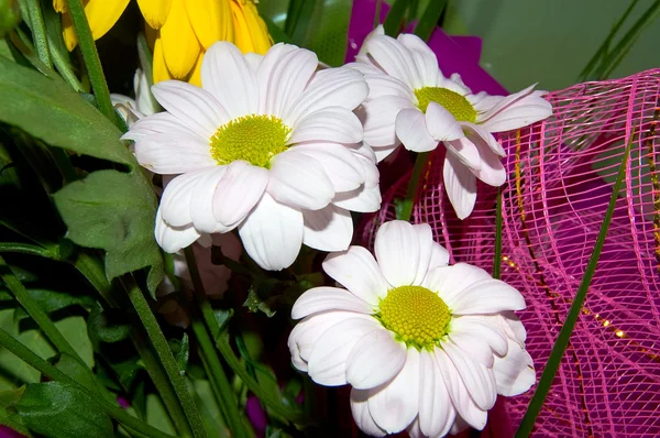 Diversi fiori — Foto Stock