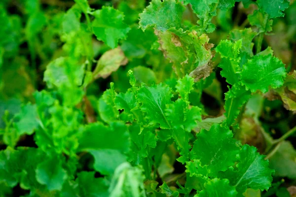 Świeża sałatka zielona — Zdjęcie stockowe