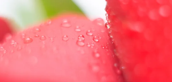 Vådt rødt kronblad af rose - Stock-foto