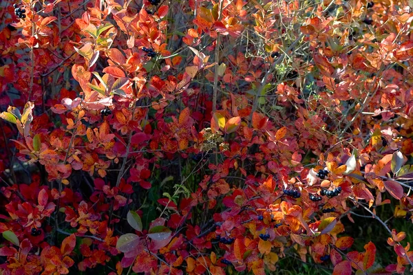 Осенние ветви с красными листьями — стоковое фото