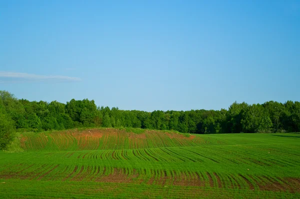 Field and blue cloudy sky — Stock Photo, Image