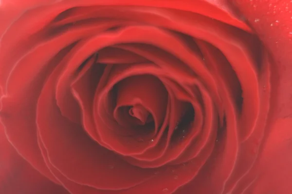 Feuchtes rotes Rosenblatt — Stockfoto