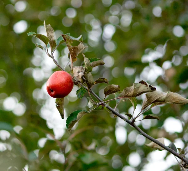 Röd höst apple — Stockfoto