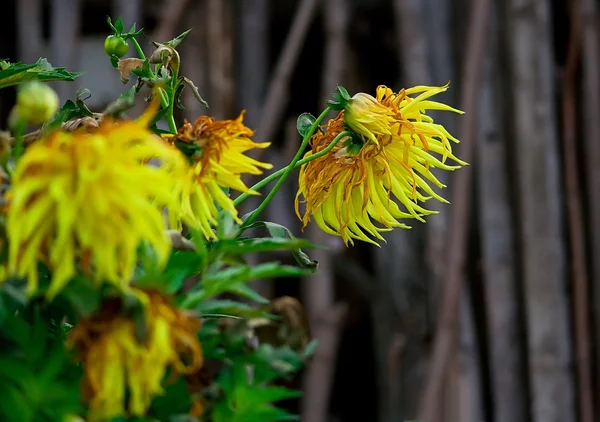 Herfst gele bloemen — Stockfoto