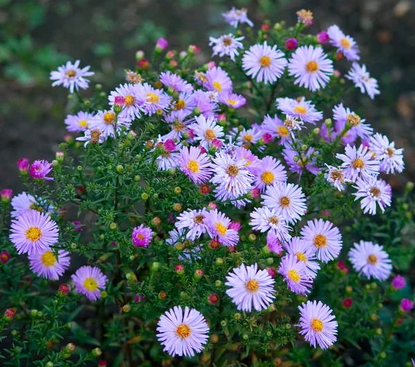 Vackra lila astrar — Stockfoto