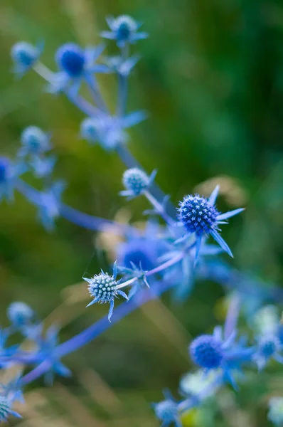 Blue prickle on green — Stock Photo, Image